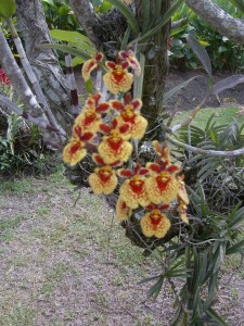 exemple de fleur que l'on trouve sur l'île.